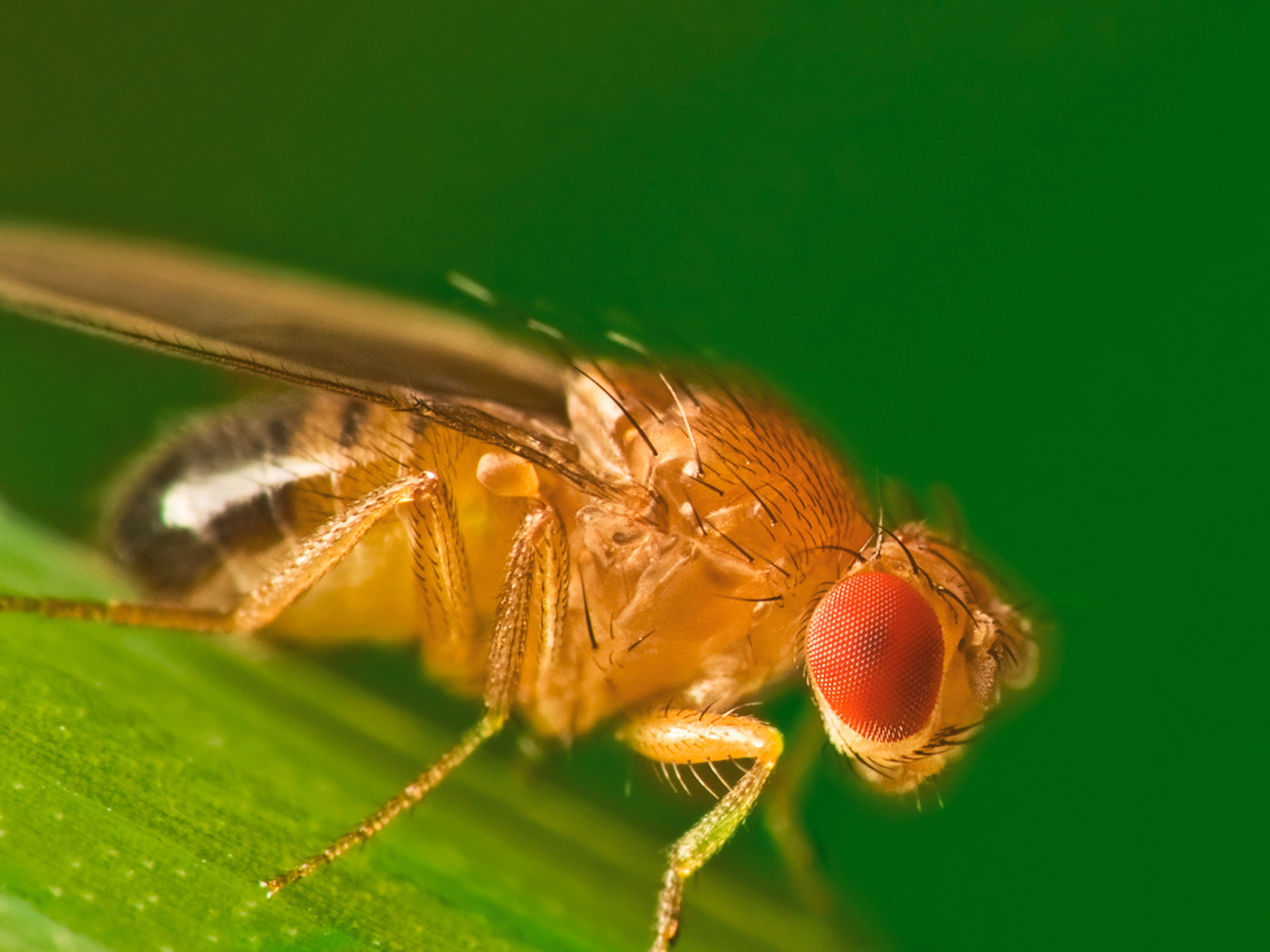 Drosophila melanogaster Männchen