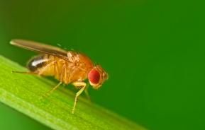 Drosophila melanogaster Männchen