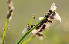 close up van liegende mieren op grasspriet