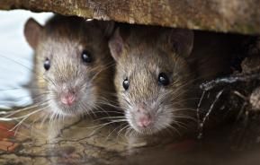 twee ratten in het water onder een plank