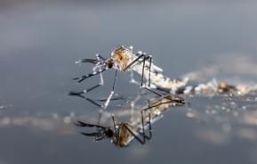 Muggenlarve die bovenkomt uit het water