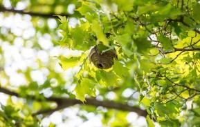 Wespennest hoog in de boom