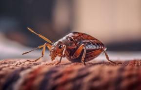 Bettwanze in Nahaufnahme