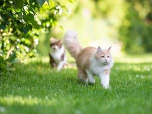 Plantes répulsives de chats: notre top 3 | Ilovemygarden